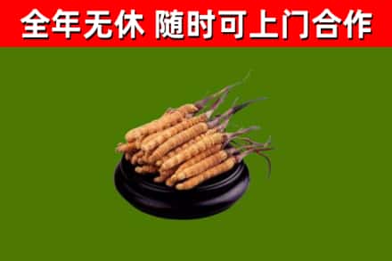 赫山回收冬虫夏草