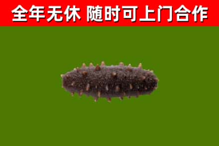 赫山烟酒回收干海参.jpg